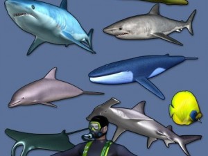 sea life collection Modello 3D
