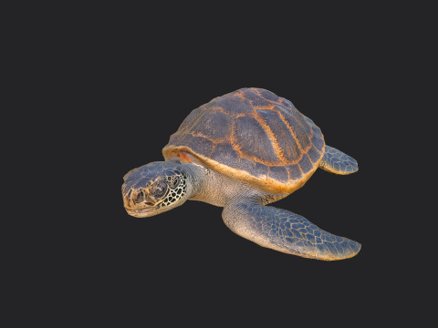 Sea turtle 001 Modello 3D