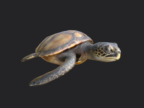 Sea turtle 002 Modello 3D