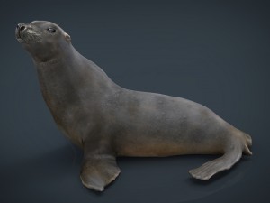 seal Modello 3D