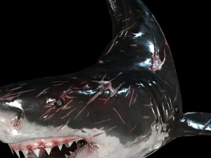 Shark Animated SHARK BIG Fish Modello 3D