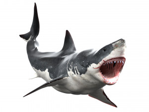 shark animated rigged model Modello 3D