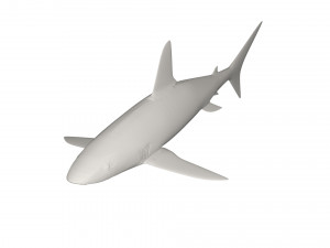 Shark wild animals Modello 3D
