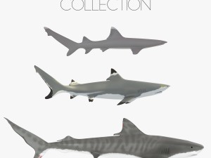 sharks collection Modello 3D