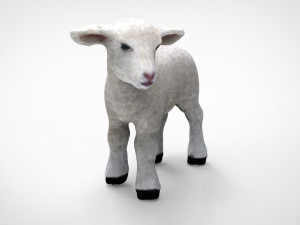 sheep Modello 3D