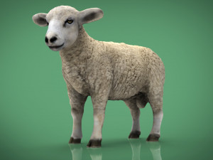 sheep Modello 3D
