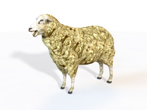 sheep rigged animal Modello 3D