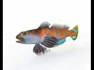 shrimp goby fish low poly Modello 3D