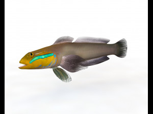 sleeper golden head goby fish low poly Modello 3D