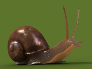 snail Modello 3D