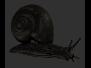 snail Modello 3D