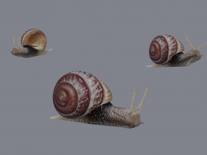 Snail Modello 3D