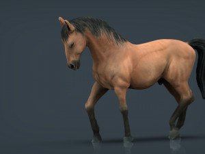 spanish horse Modello 3D