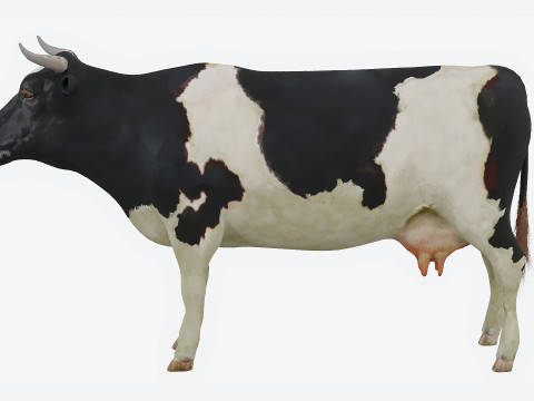 Spotted cow Modello 3D