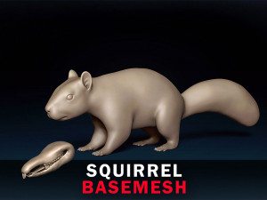 Squirrel Base Mesh Modello 3D
