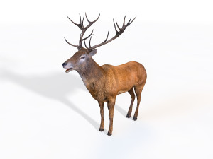stag deer rigged animal Modello 3D