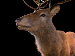 stag deer rigged low poly animal Modello 3D