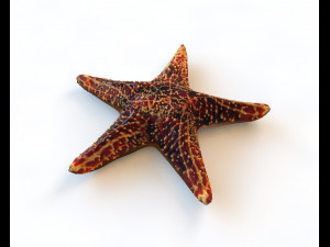star fish v1 rigged low poly Modello 3D