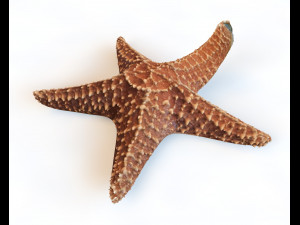 star fish v2 rigged low poly Modello 3D