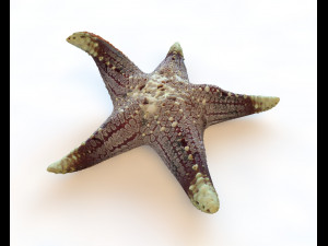 star fish v3 rigged low poly Modello 3D