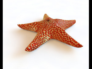 star fish v5 rigged low poly Modello 3D