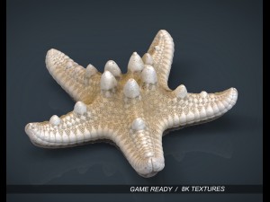 starfish Modello 3D