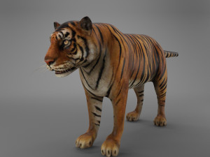 sumatran tiger Modello 3D