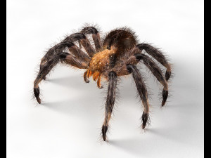 tarantula giant spider insect Modello 3D