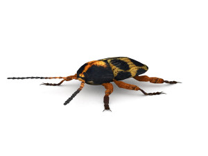 ten-spotted pot beetle Modello 3D