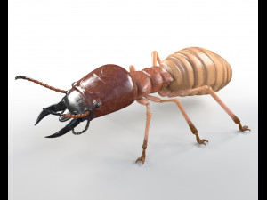 termite rigged hairs insect pbr low poly Modello 3D
