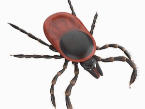 tick rigged Modello 3D