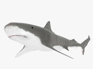 tiger shark Modello 3D