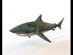 tiger shark rigged low poly Modello 3D