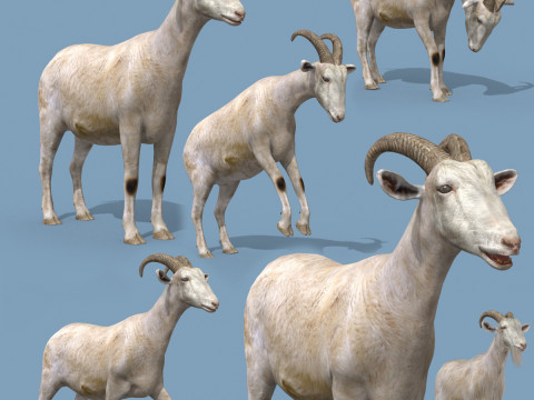 Top Goat 8K - 3d animated Modello 3D