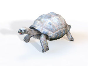 tortoise rigged Modello 3D