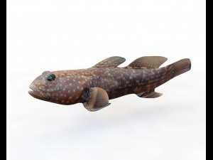 triple tooth goby fish low poly Modello 3D