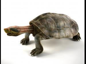 turtle Modello 3D