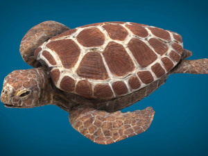 turtle Modello 3D