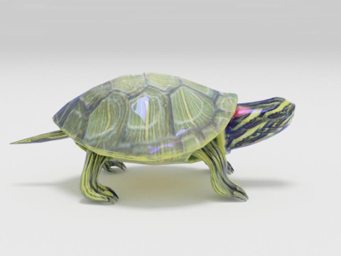 Turtle reptile pets Modello 3D