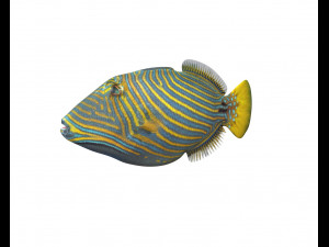 undulate trigger fish low poly Modello 3D