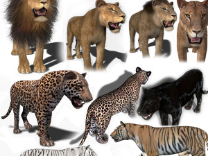 unique feline pack Modello 3D