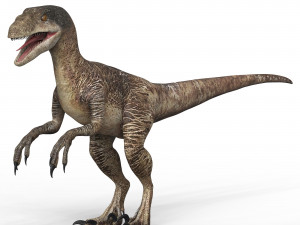 Velociraptor Dinosaur Modello 3D
