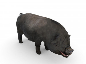 vietnamese pot-bellied pig Modello 3D