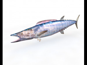 wahoo fish low poly Modello 3D