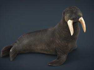 walrus Modello 3D