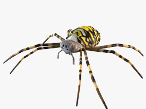 Wasp Spider Modello 3D