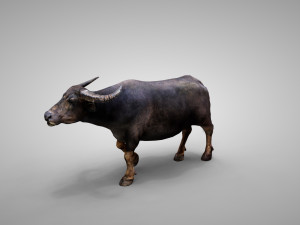 Water buffalo Animated Modello 3D