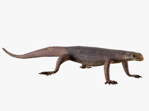 water monitor Modello 3D