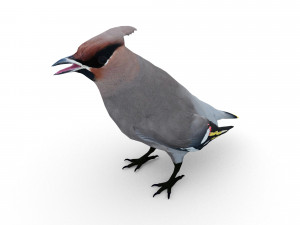 waxwing Modello 3D