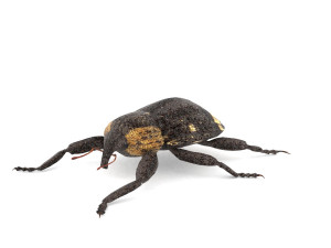 weevil echinodera hypocrita Modello 3D